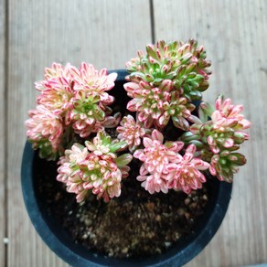 [수암다육] 소인제금 랜덤발송 Aeonium sedifolius f. vaiegata 랜덤발송 다육 다육이 다육식물 223, 1개