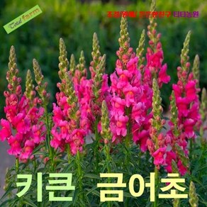 씨앗 팝플라워 큰키금어초 혼합색 500립 정원 마당 텃밭 카페 상가 가게 화분 창가 뷰 데코, 1개