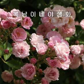 줄장미 보니 소품 [2포트 복남이네야생화 모종 분홍 넝쿨장미 덩굴장미 로즈 rose]