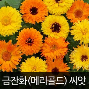 금잔화씨앗 금잔화 씨앗 메리골드 꽃씨앗 꽃씨 70알, 1개