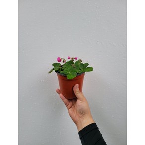 옥살리스 땅콩사랑초 야생화 15~25cm 42