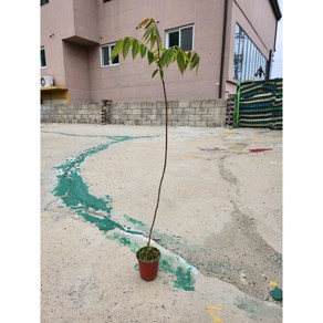 [지인야생화] 검양옻나무(소품), 1개