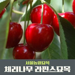 서울농원묘목/체리나무 라핀스 2년생분묘 자가수정 대목강산16호, 1개