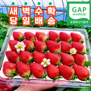 [산지직송] GAP인증 새콤달콤 프리미엄 설향 생딸기 (우리가족 먹는 딸기)