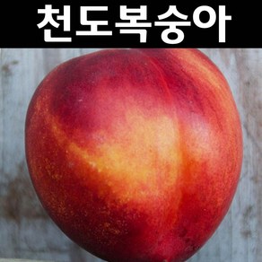 천도복숭아 (썬프레) 나무 묘목 R3cm 결실주 분묘 1개/유실수 과실수, 1개