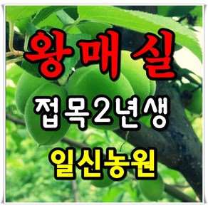 [일신농원] 묘목 80여종 단감 대봉 대추 사과 배 밤 포도 복숭아 자두 매실 살구 체리 등 /유실수/약용수/정원수/화목류, 1개, B3 왕매실 (2년특묘)