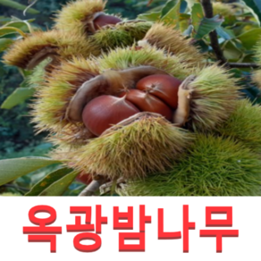 (성실G)밤나무묘목(옥광) 접목1년 2그루, 1개