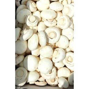 부여 못난이 양송이버섯 파지1kg 농가직송, 1개, 1kg