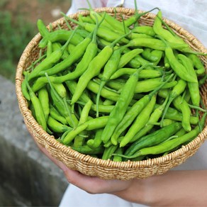 [당일출고] 농산물마루 국내산 꽈리고추 (특품) 산지직송, 1박스, 4kg