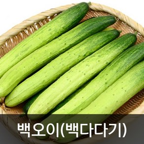 약수농장 백오이 3kg 5kg 10kg, 백오이(상품)3kg, 1박스