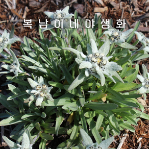에델바이스 [3개 복남이네야생화 모종 솜다리 레온토포디움 edelweiss], 3개