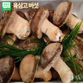 [온유네농장] 육삼고버섯 유기농 건강버섯 1kg 선물세트 산지직송 설날선물 명절선물, 고급형 선물세트, 1개