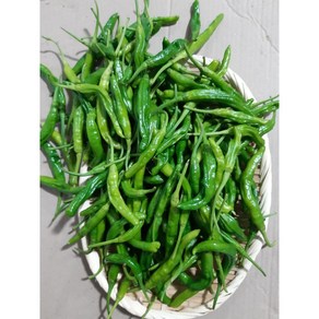국내산 조림 볶음 꽈리고추 500g, 1개