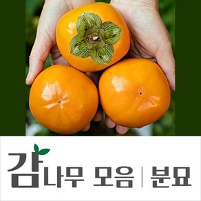 [경민농원]감나무결실주 감나무분묘 대봉 왕대봉(야오끼) 2년생 (R2점내외), 연수단감, 1개