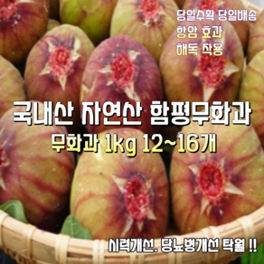 [산지직송] 국내산 자연산 유기농 함평 고당도 햇 무화과 1000g 12~16과 1박스