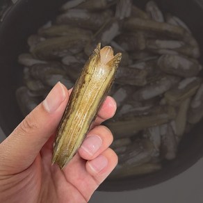 남해안 맛조개 가리맛조개 제철 1kg 산소포장 2kg 1개