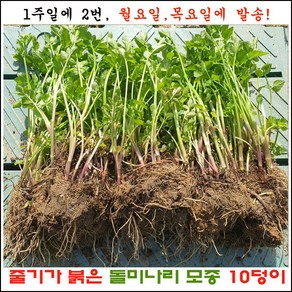 줄기가 붉은 돌미나리 10덩이 (50주 이상) 판매 =주 2회 발송.