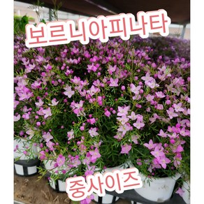 보로니아 피나타(Boonia Pinnata)-중/ 작그마한 예쁜방울이 톡톡 터지는 작은꽃 보르니아, 1개