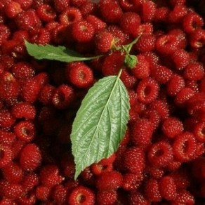 국내산 산딸기, 500g, 1개