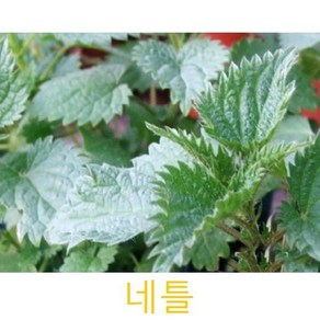 허브(Heb)/채소식물 네틀 화분모종 4개 (L0242), 1개