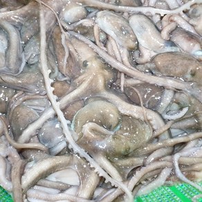 산낙지 총알 산소포장 살아서가는 산낙지 쫄깃 통통 보양식 고흥 뻘낙지, 4개, 대 (200g 내외)