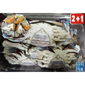 [NPOCEAN] 국내산(신진도) 살이꽉찬 알배기 암꽃게, 1개, 알배기 암꽃게 2kg