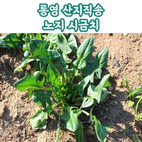 통영 노지 시금치 1단 400g, 1개