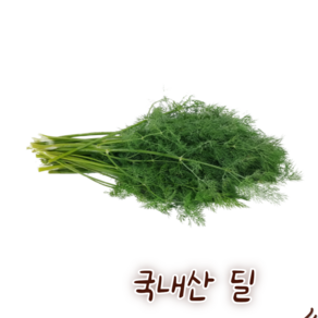 국내산 딜 허브 dill 100g, 1개