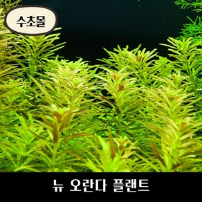 [수초몰] 뉴 오란다 플랜트 키우기 쉬운 수초, 8촉, 1개