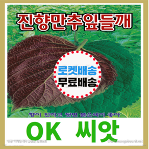 [OK씨앗] [진향만추잎들깨] 잎들깨씨앗 종자(오케이씨앗)