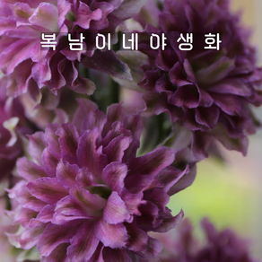델피늄 하이랜더 플라멩코 [1개 복남이네야생화 모종 델피니움 delphinium], 1개