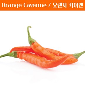 Oange Cayenne 오렌지 카이옌 페퍼 희귀 고추 매운고추 특수작물, 1개