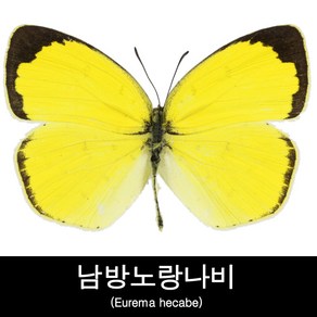 나비표본/남방노랑나비표본/Eurema hecabe