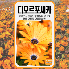 디모르포세카 씨앗 150립 세계종묘 씨 종자 모종 꽃씨 관상용 일반종 야생화 국화과, 1개