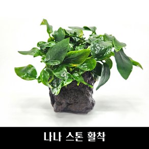 [수초몰] 아누비아스 나나 스톤 활착 / 음성 수초 새우 구피 활착, 1개