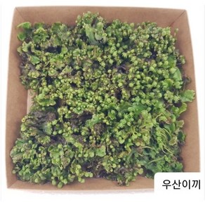 강설로 인하여 당분간 판매중지 됩니다. 우산이끼 (대) 사이즈 엠큐팜 농장에서 제공하는 오리지널 우산이끼, 1개