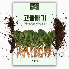 고들빼기씨앗 (5000립)