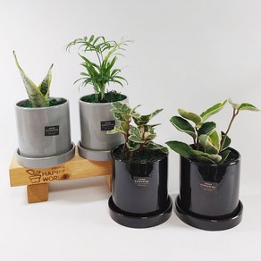 가꾸지오 초보자도 키우기 쉬운 공기정화식물 미니화분 심플원형화분4p세트, 사각화이트하분4p-기본세트, 1세트