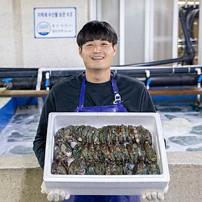 완도 직거래 활 전복 선물세트, 1개, 1kg 소(16~20미)