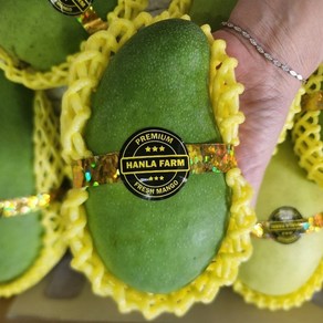 미스터과일왕 베트남 베이비 그린망고 (Vietnam Baby Geen Mango), 그린망고 2.5kg, 1박스