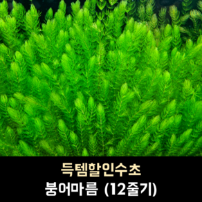 붕어마름(마츠모) (12줄기), 1개