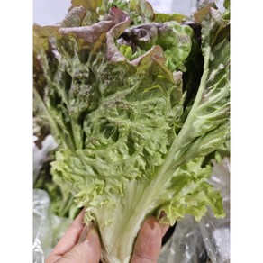 약수농장 국내산 포기상추 4kg, 1박스