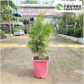 에메랄드골드 [ H0.6m 이내 / 화분 ] 특별할인가 / 상록수 조경수 측백나무 [ 우림원예가든센터 ] [우림원예종묘], 1개