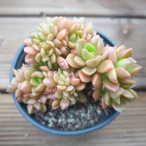 [수암다육] 쿠스피다툼 철화 랜덤발송 Sedum cuspidatum f. cristata 다육 다육이 다육식물 529 커스피다텀 커스피닷컴