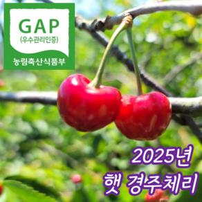 [당일수확] 최상급 국산 경주 생 체리, 1개, 1kg