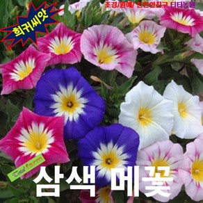 (희귀씨앗) 삼색메꽃_혼합 10립, 1개