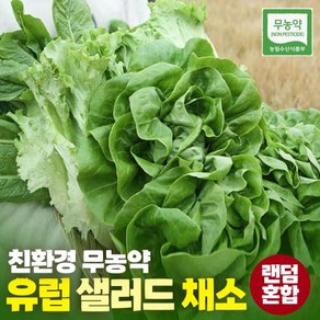 유럽 샐러드 채소 1kg 쌈야채, 1박스