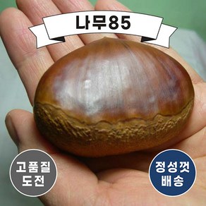 (나무85) 밤나무 대보 R3 내외 분, 1개