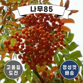 (나무85) 마가목 2년생, 5개