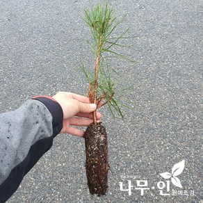 [나무인] 소나무(적송) 2년생묘목 4그루, 10개